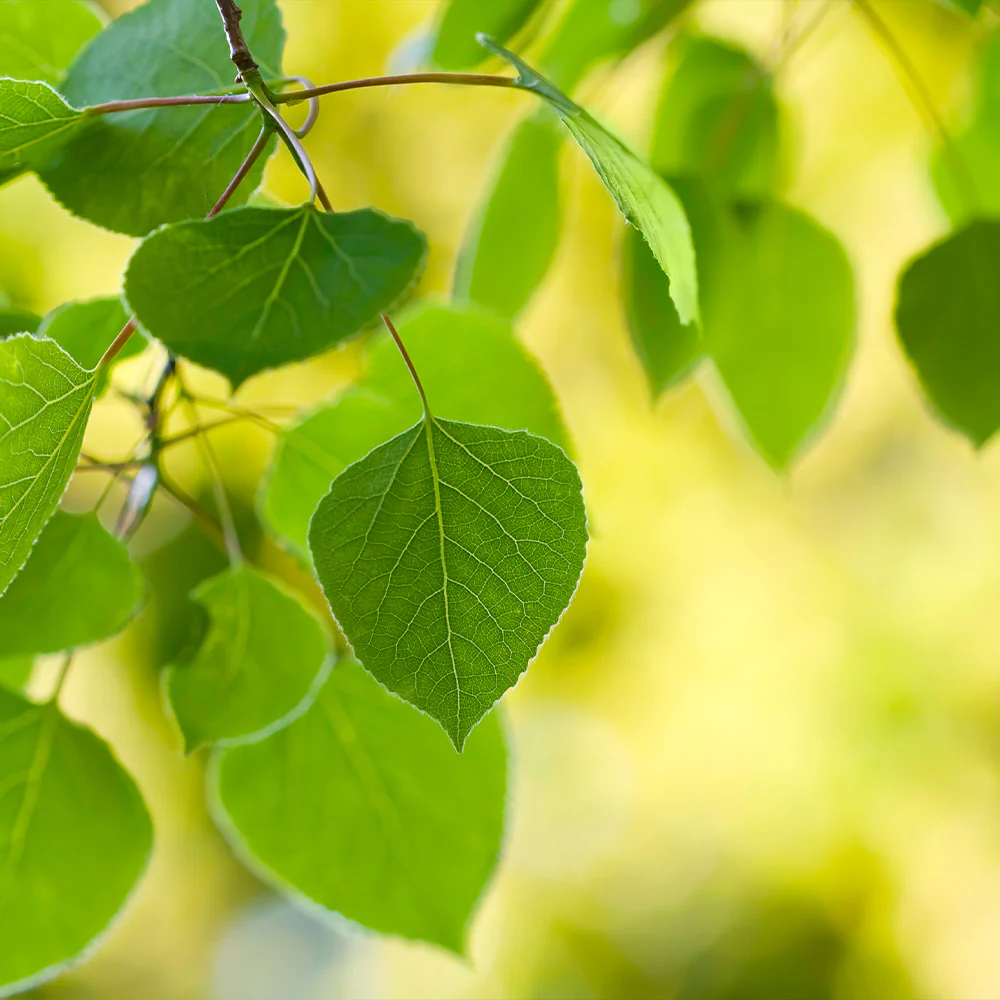 Quaking Aspen Tree - FastGrowingTrees