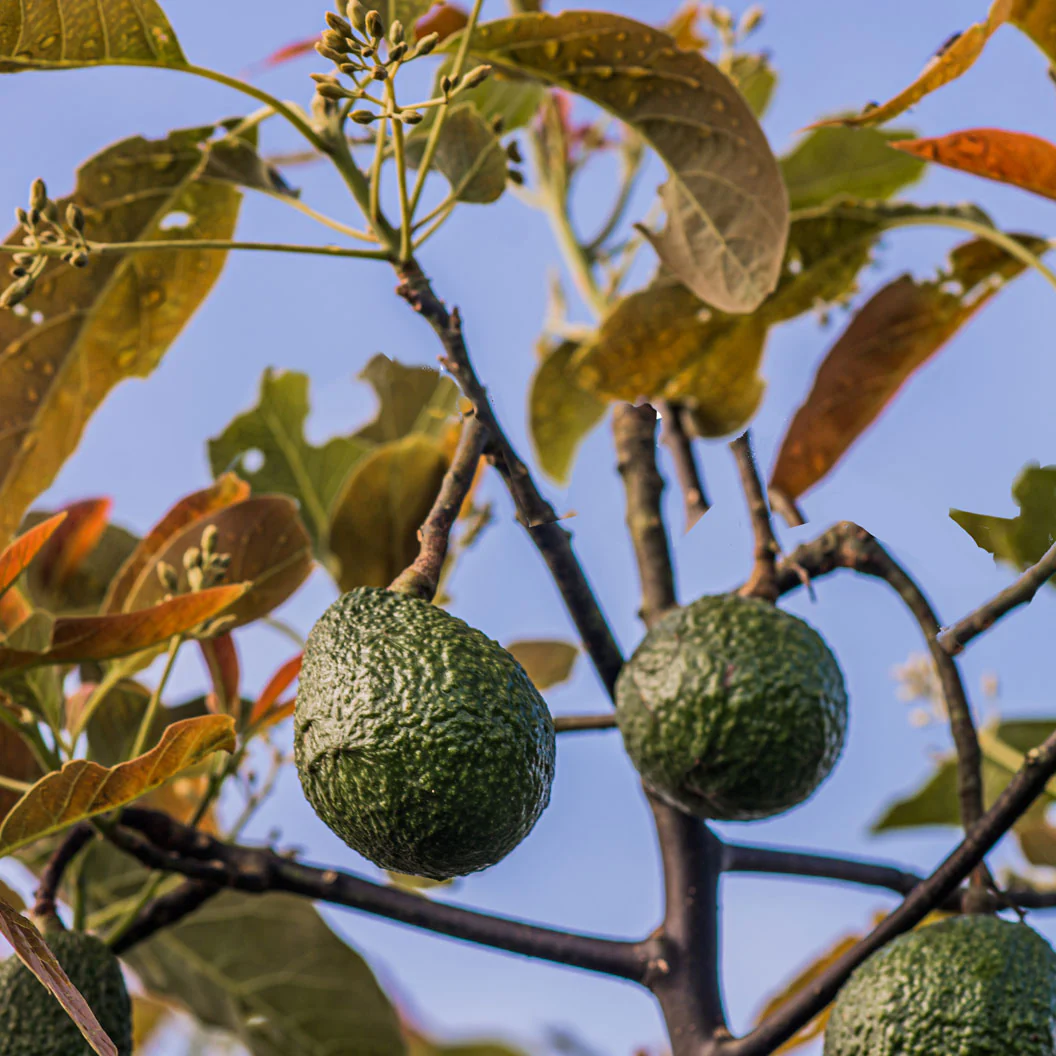 Gem Avocado Tree - FastGrowingTrees