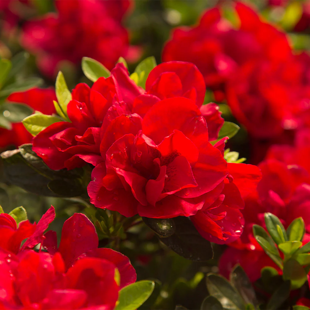 Azalea 7gl Autumn Bonfire® Encore® Azalea Shrub - FastGrowingTrees