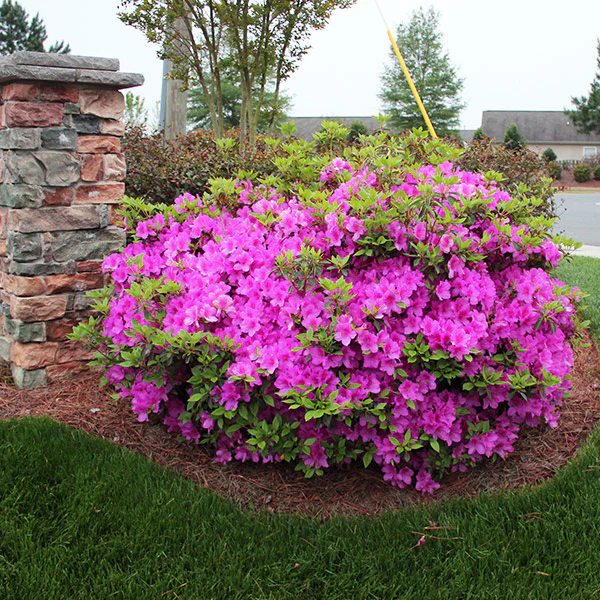 Autumn Royalty® Encore® Azalea - FastGrowingTrees