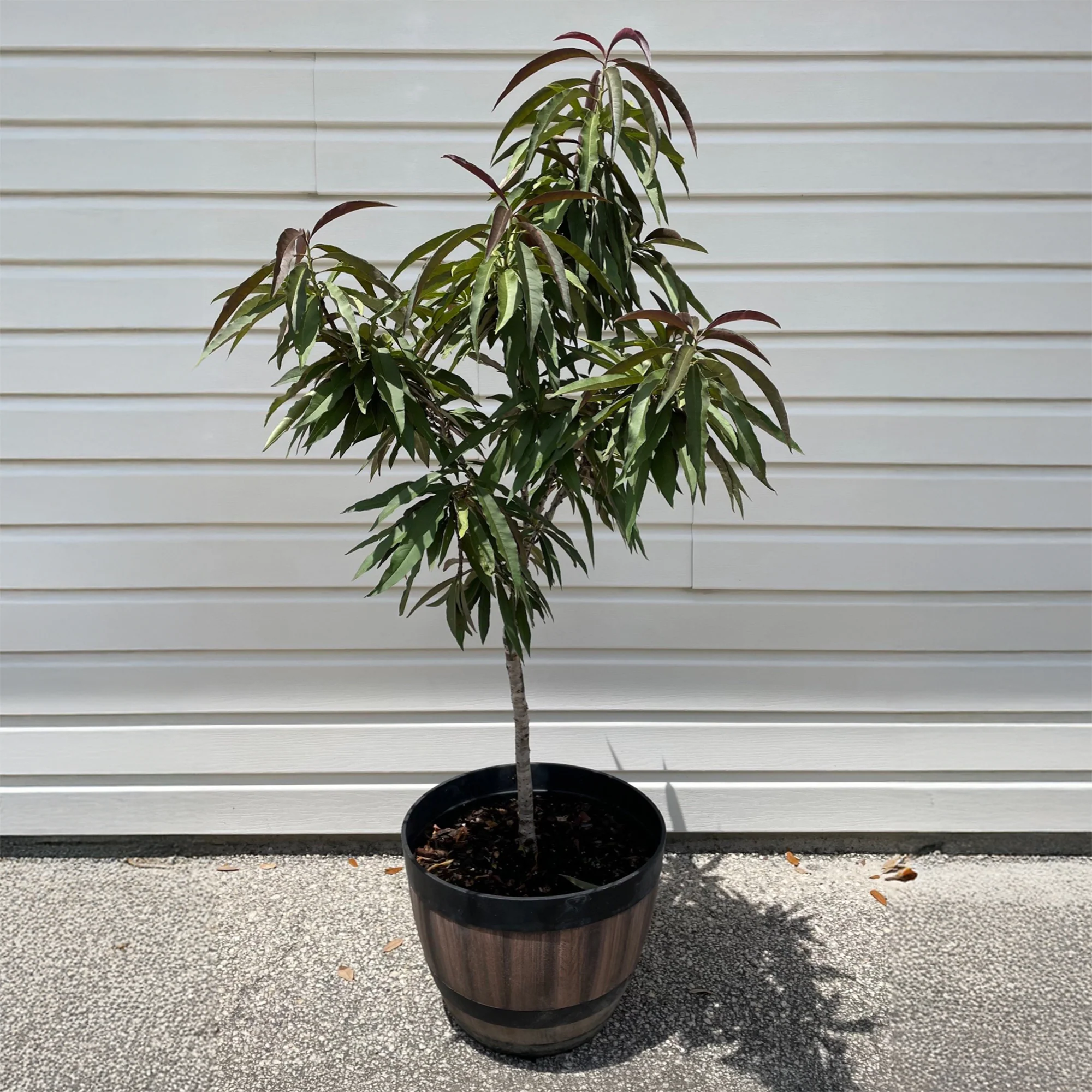 Bonfire Patio Peach Tree - FastGrowingTrees