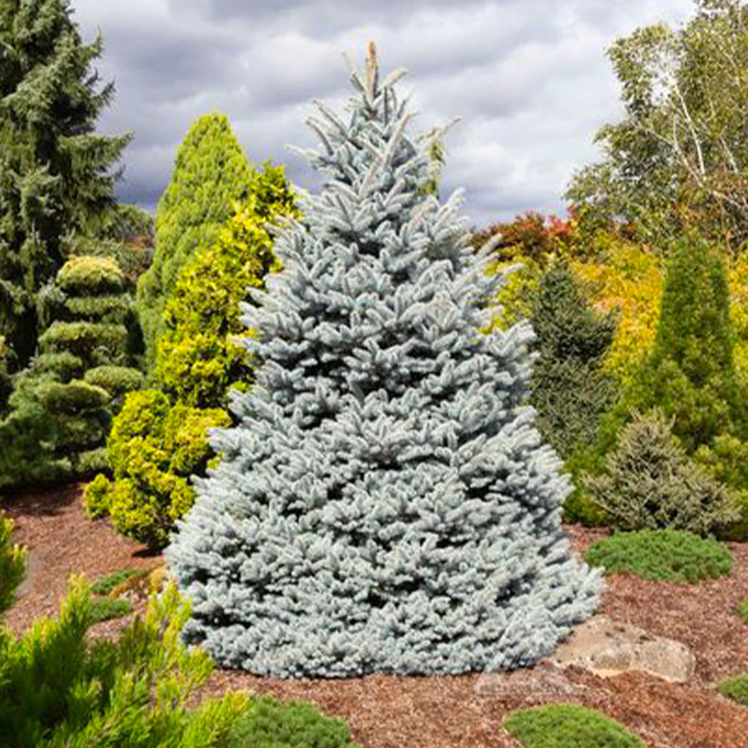 Monty® Blue Spruce Tree - FastGrowingTrees
