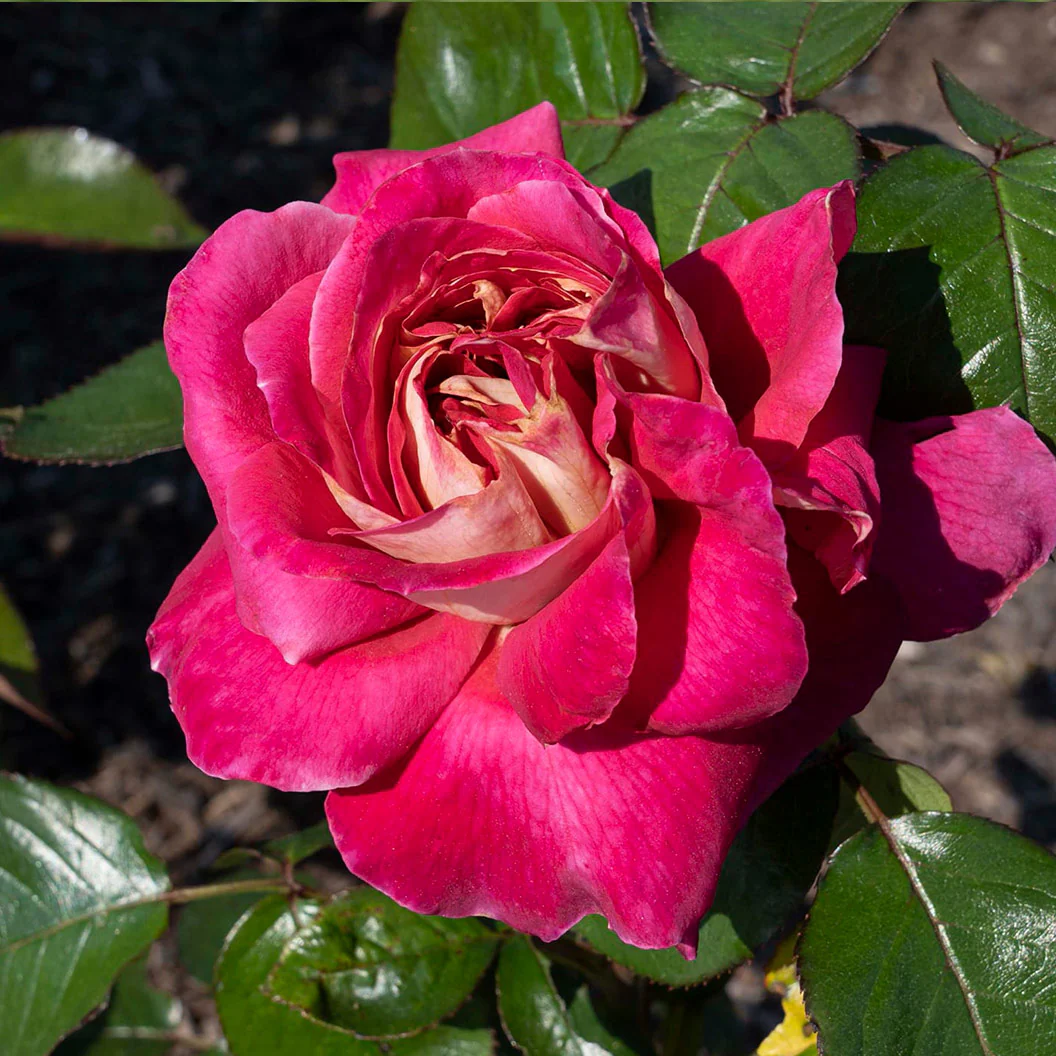 Bloomables® Cherries & Champagne™ Rose - FastGrowingTrees