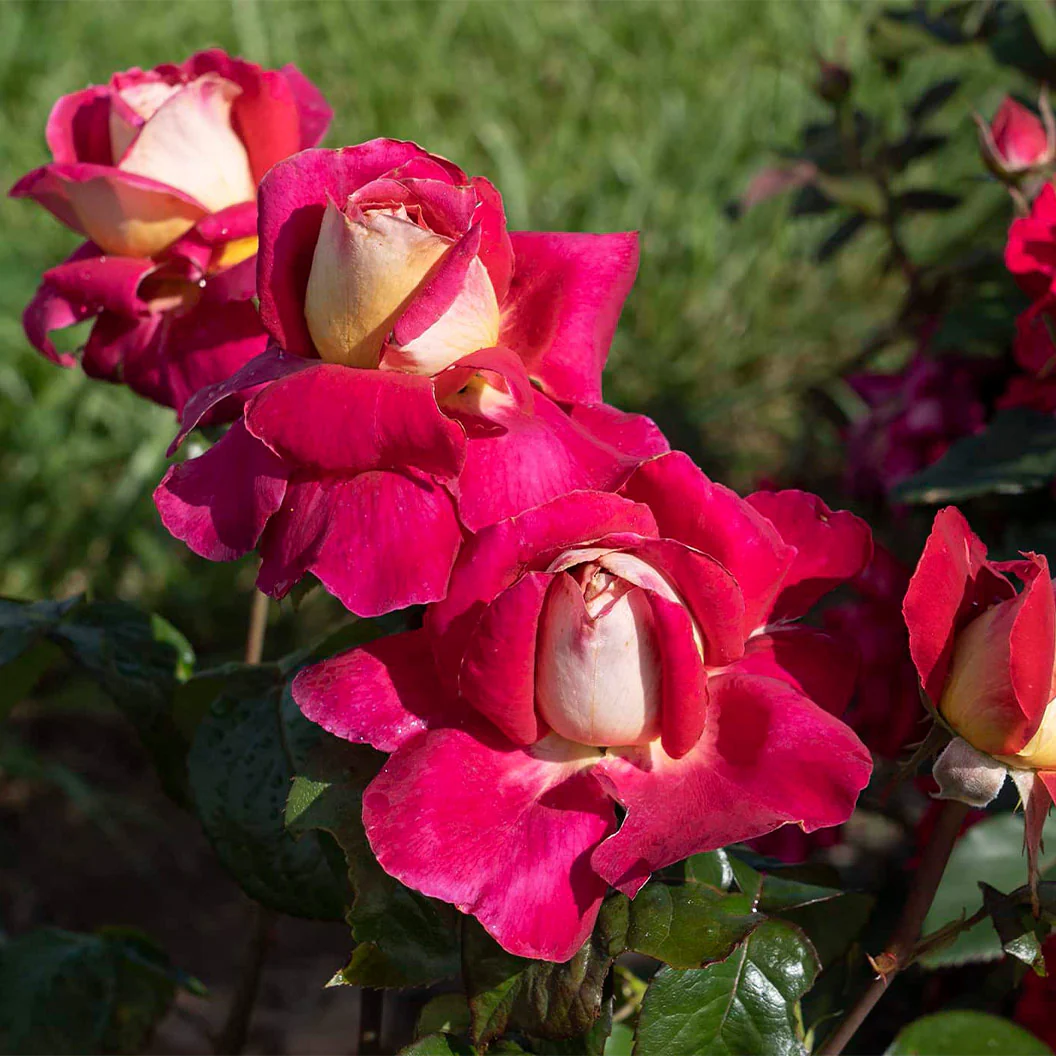 Bloomables® Cherries & Champagne™ Rose - FastGrowingTrees