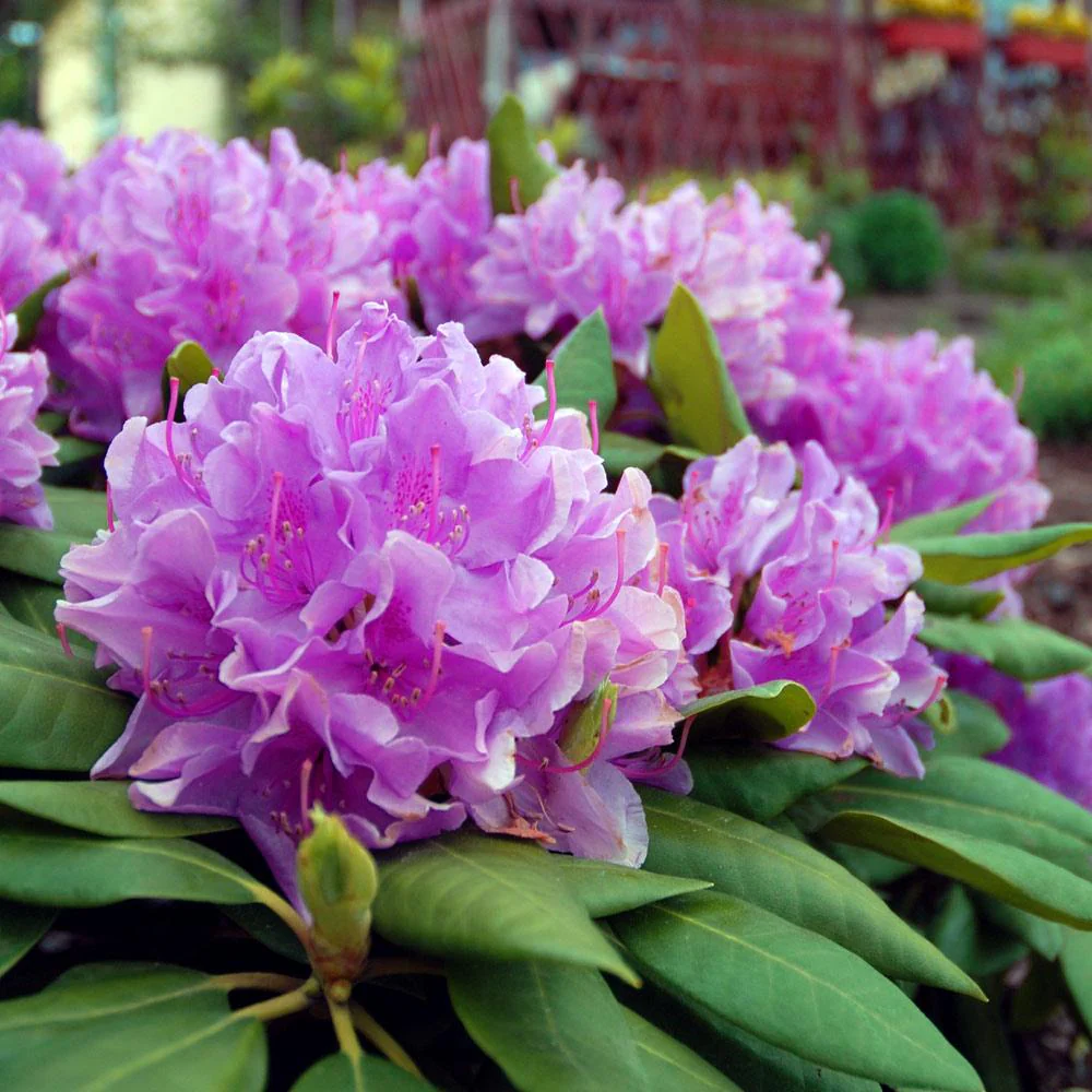 Lavender Rhododendron Shrub - FastGrowingTrees