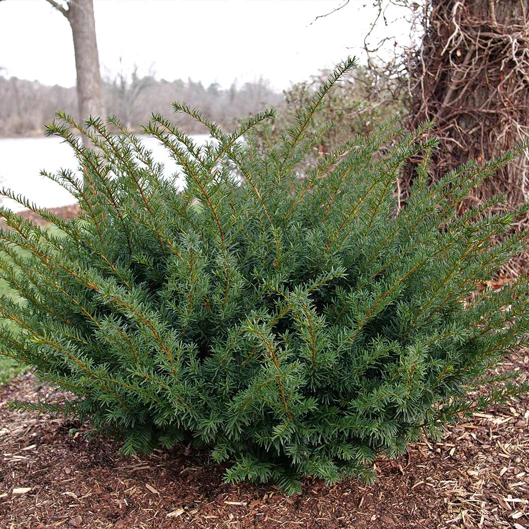 Sitemapcdatahttpautocellcare1comstonehenge Dark Druid Yew