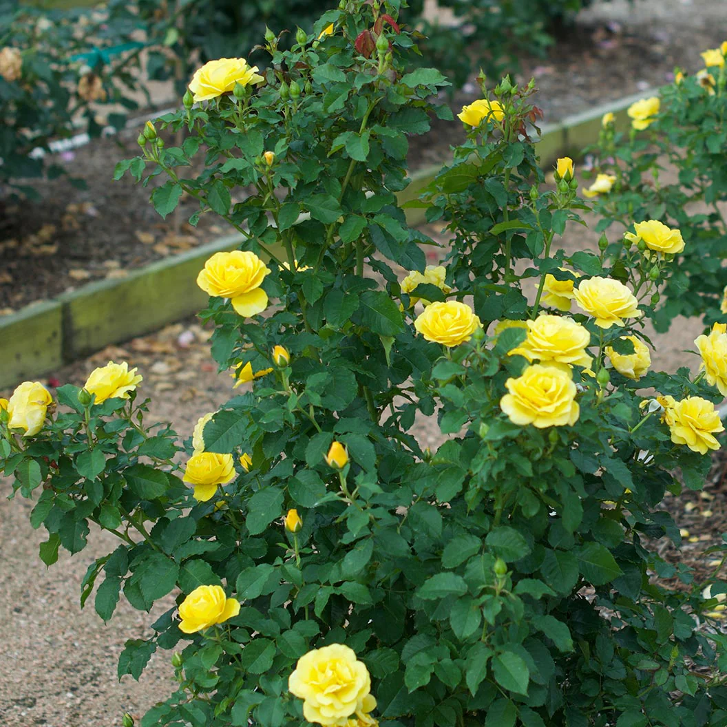 Sol Desire® Rose Shrub - FastGrowingTrees