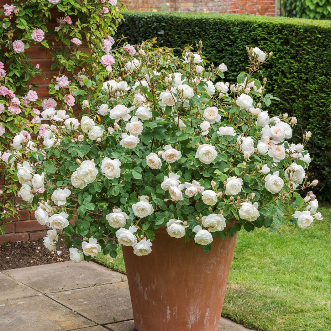 David Austin® Desdemona™ Rose Shrub - FastGrowingTrees