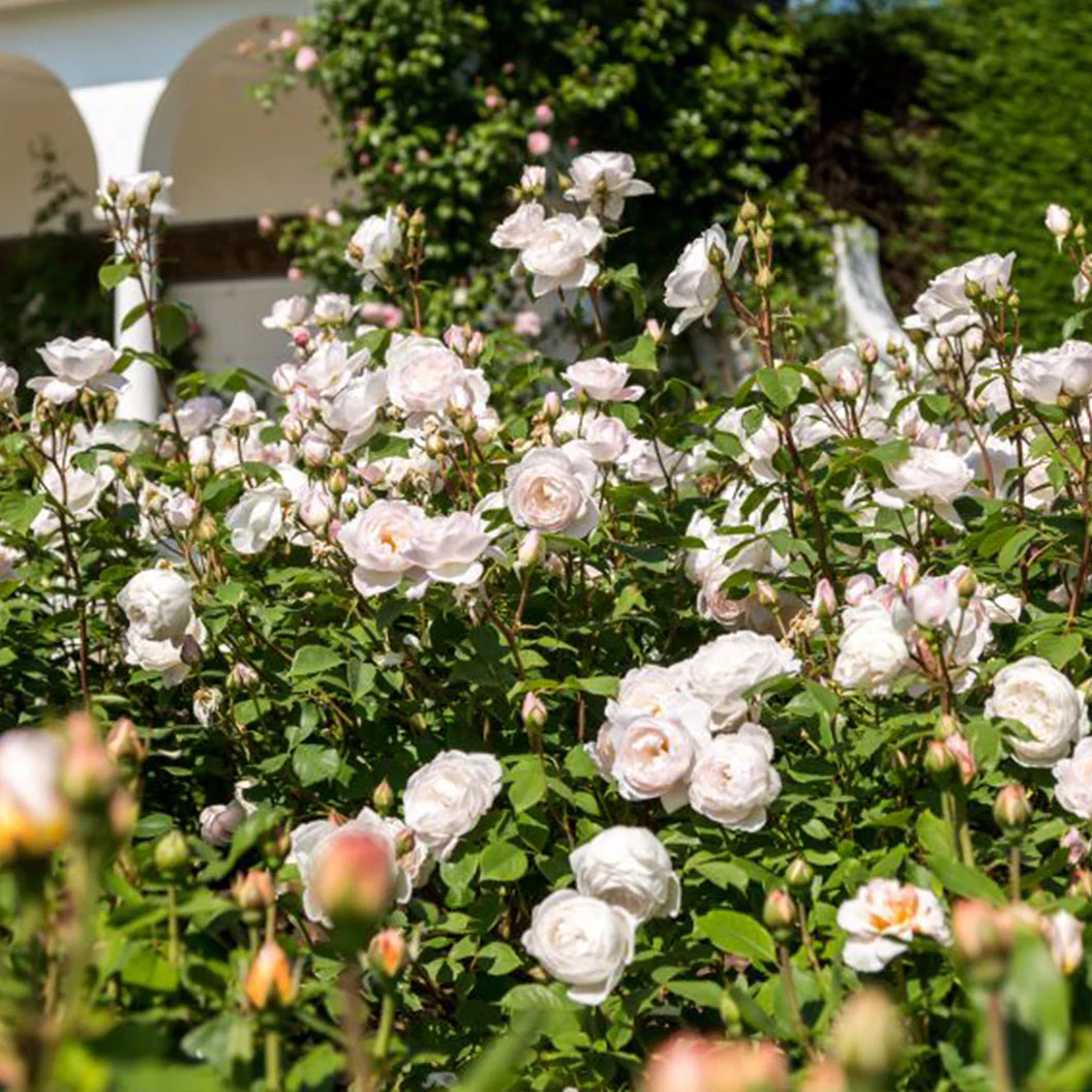 David Austin® Desdemona™ Rose Shrub - FastGrowingTrees