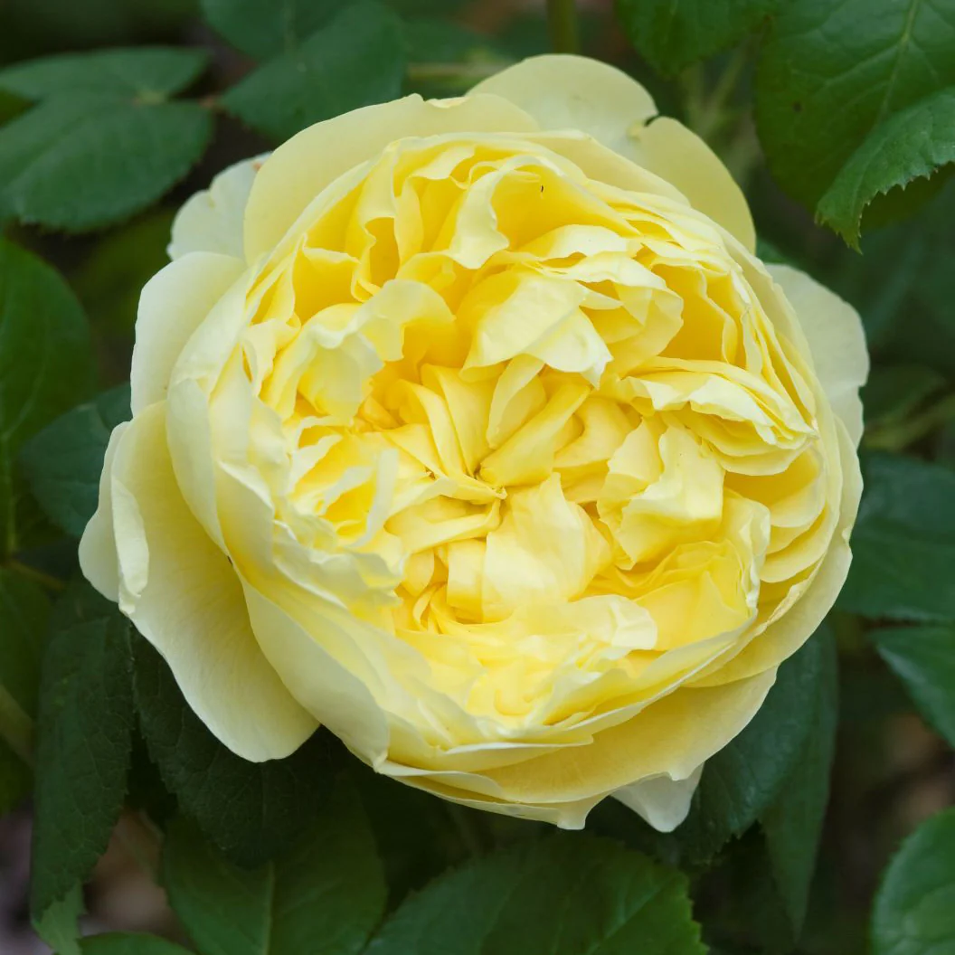David Austin® Charles Darwin Rose Shrub - FastGrowingTrees