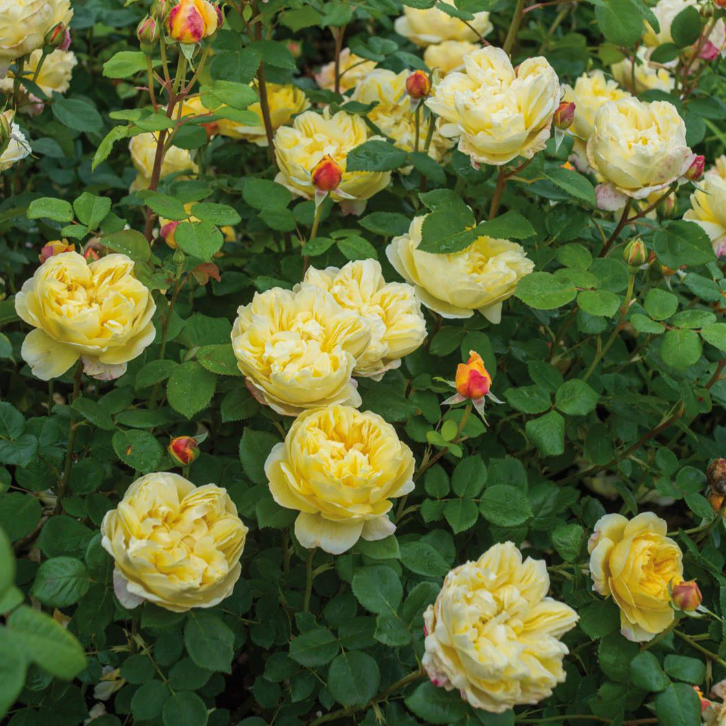 David Austin® Charles Darwin Rose Shrub - FastGrowingTrees
