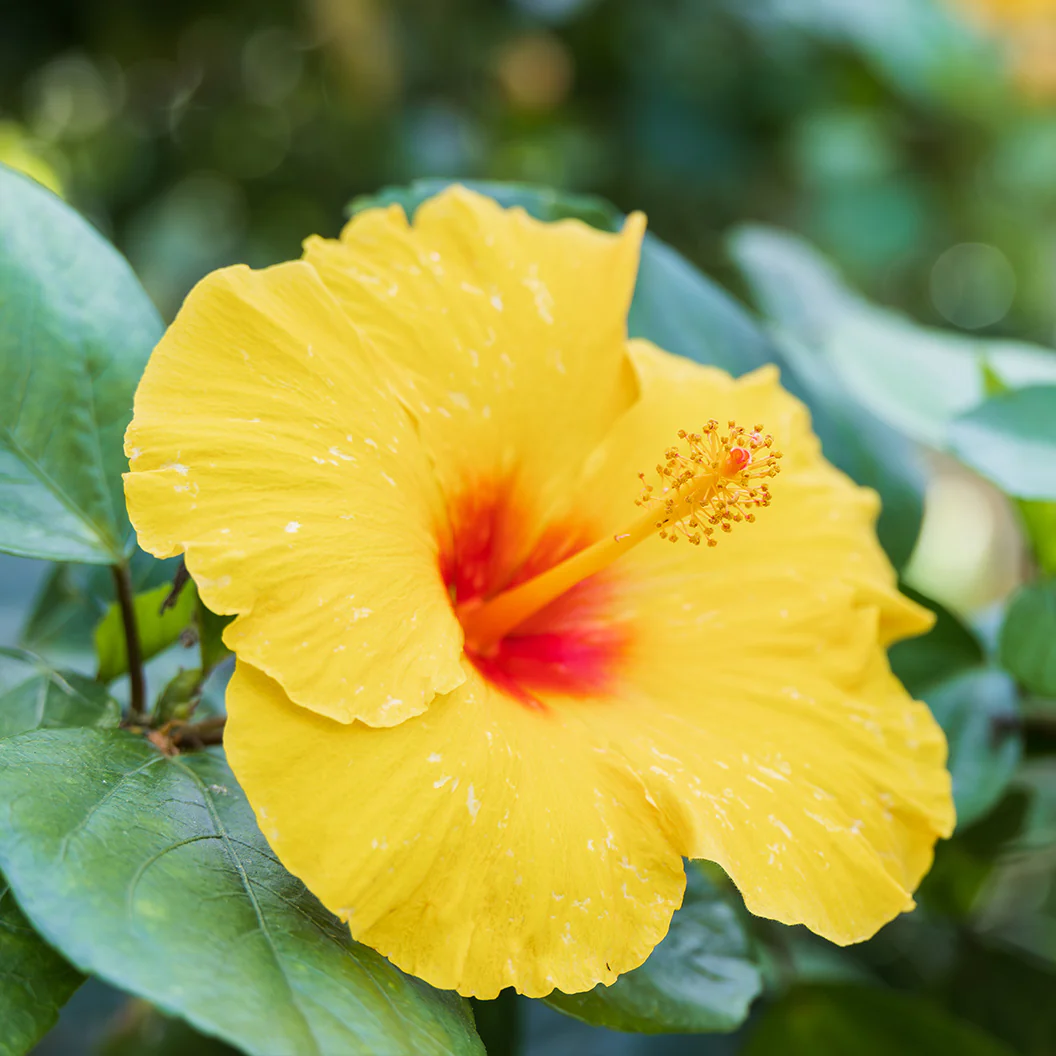 Tequila Yellow Hibiscus Bush - FastGrowingTrees