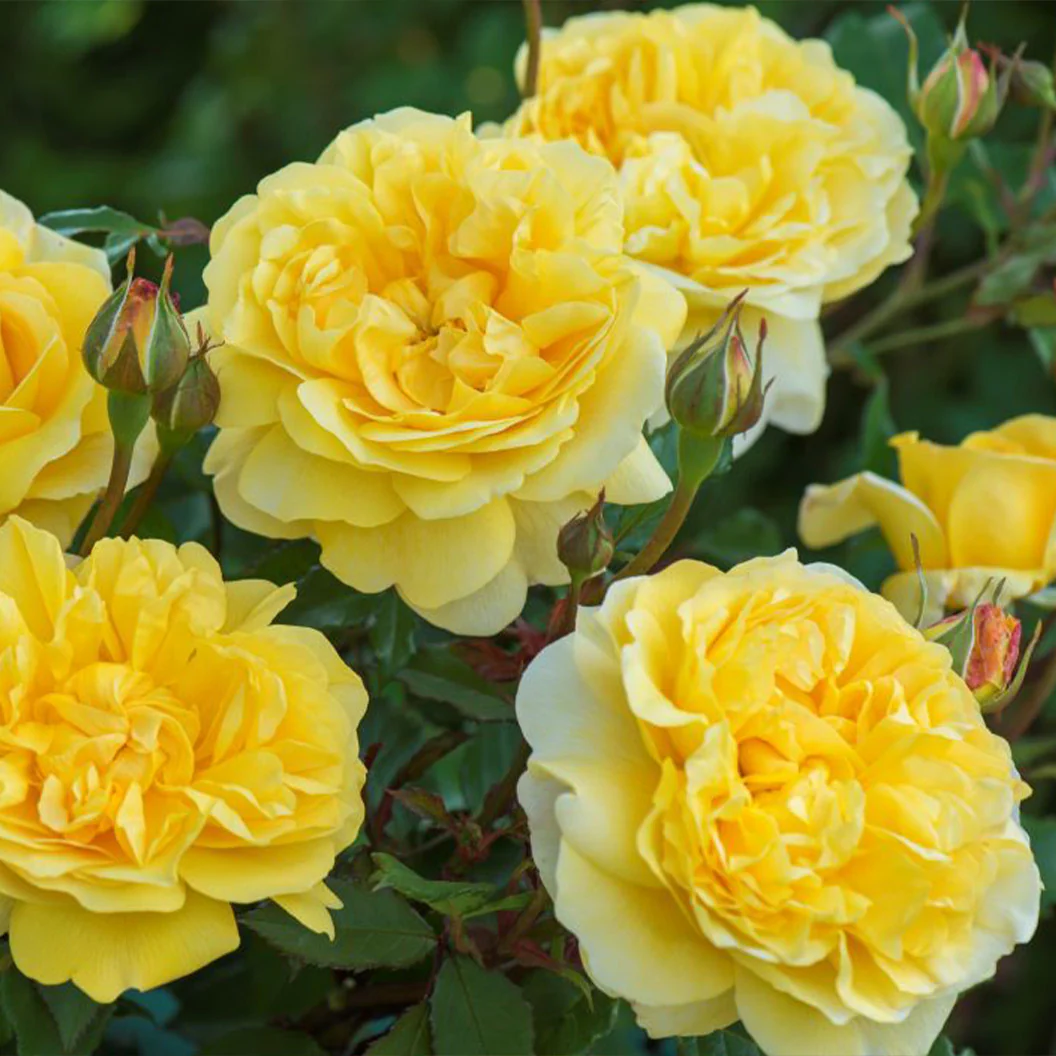 David Austin® The Poet's Wife Rose Shrub - FastGrowingTrees