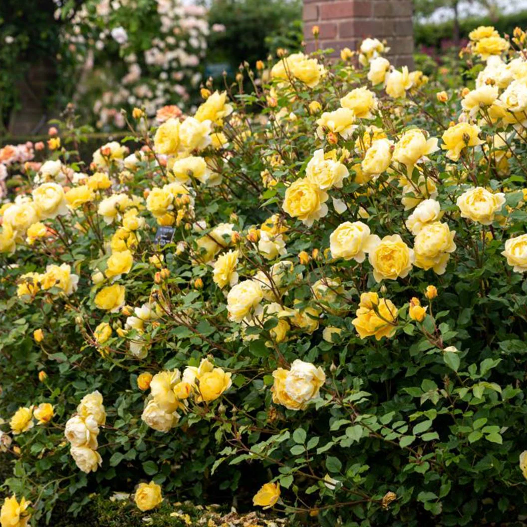 David Austin® The Poet's Wife Rose Shrub - FastGrowingTrees