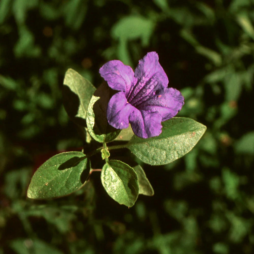 Desert Ruellia Shrub - FastGrowingTrees