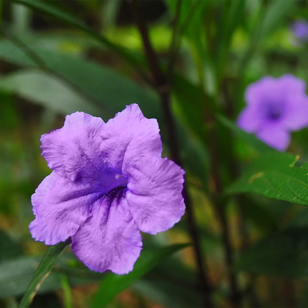 Desert Ruellia Shrub - FastGrowingTrees