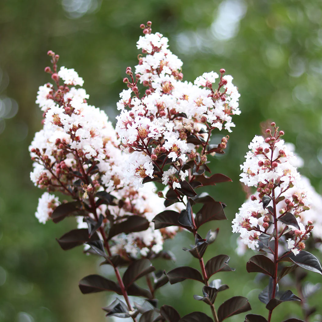 Thunderstruck™ White Flash™ Crape Myrtle Tree - FastGrowingTrees