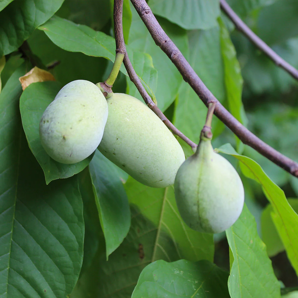 American Paw Paw Tree - FastGrowingTrees