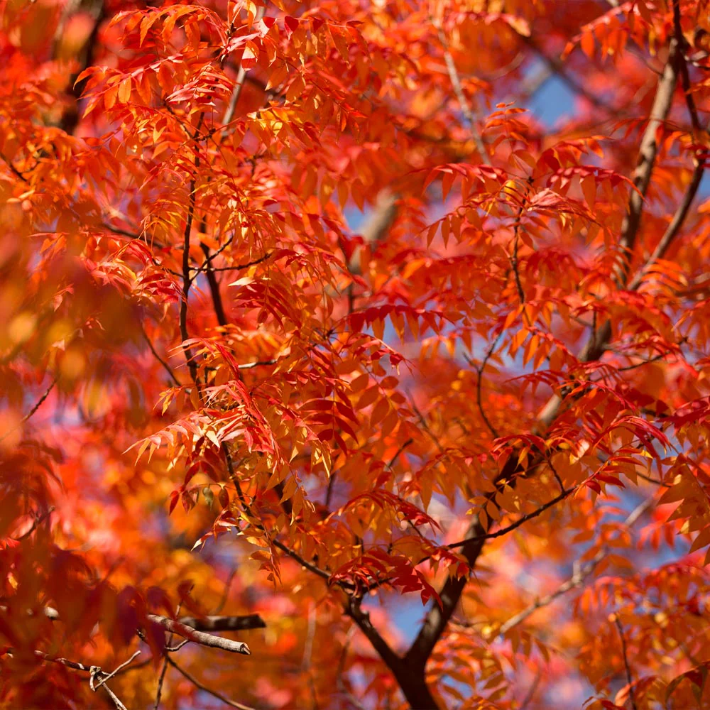 Chinese Pistache Tree - FastGrowingTrees