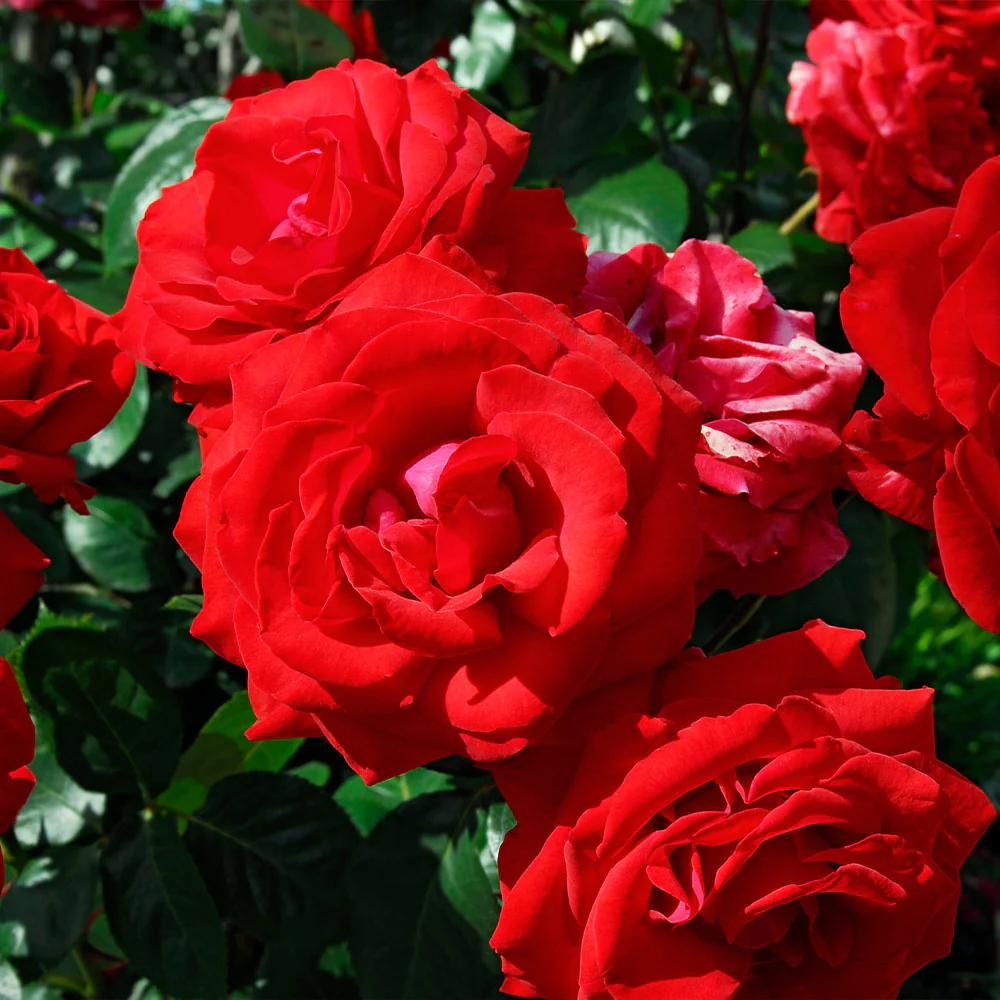 The Grand Champion™ Rose Shrub - FastGrowingTrees