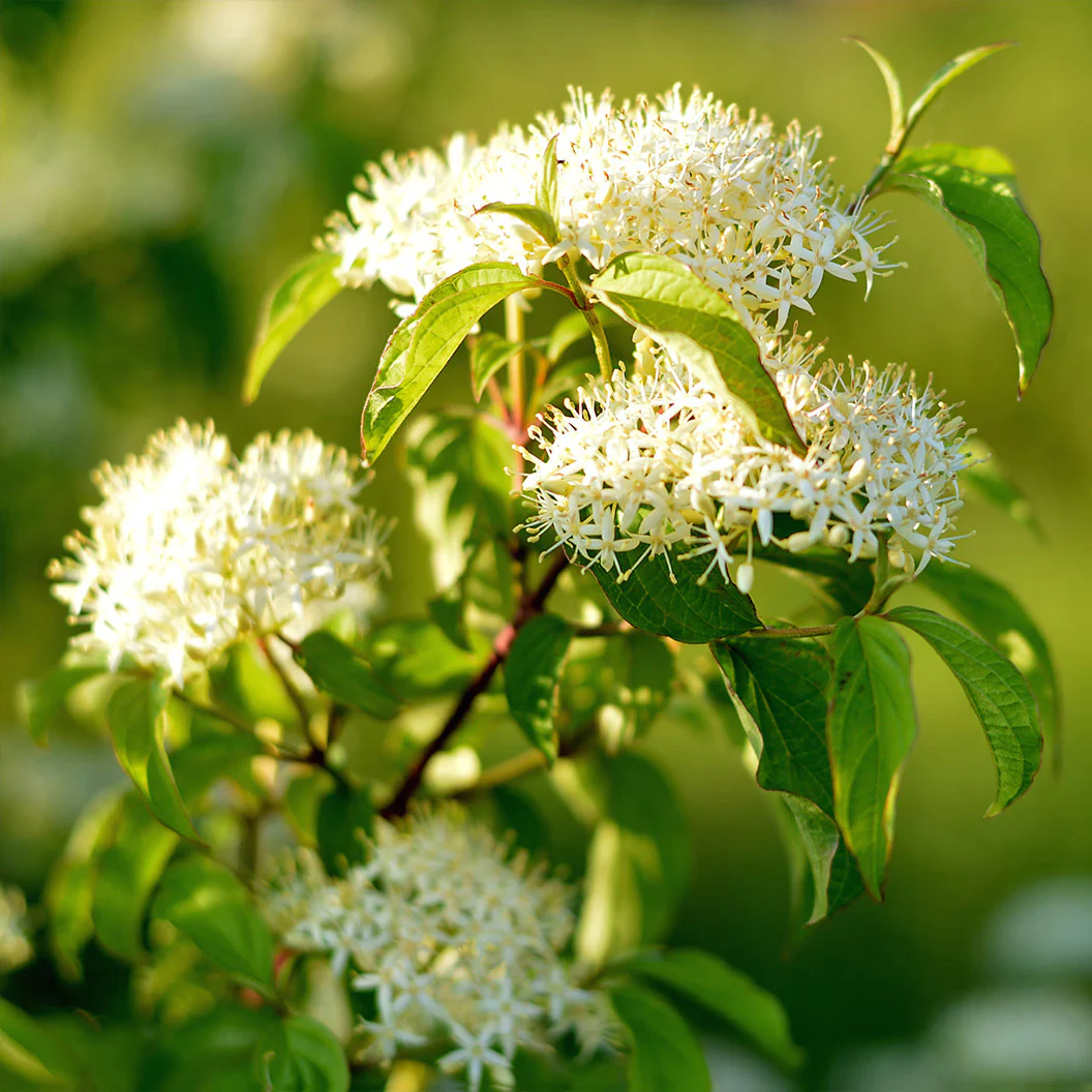 Puga Tree Pagoda Dogwood Tree - FastGrowingTrees