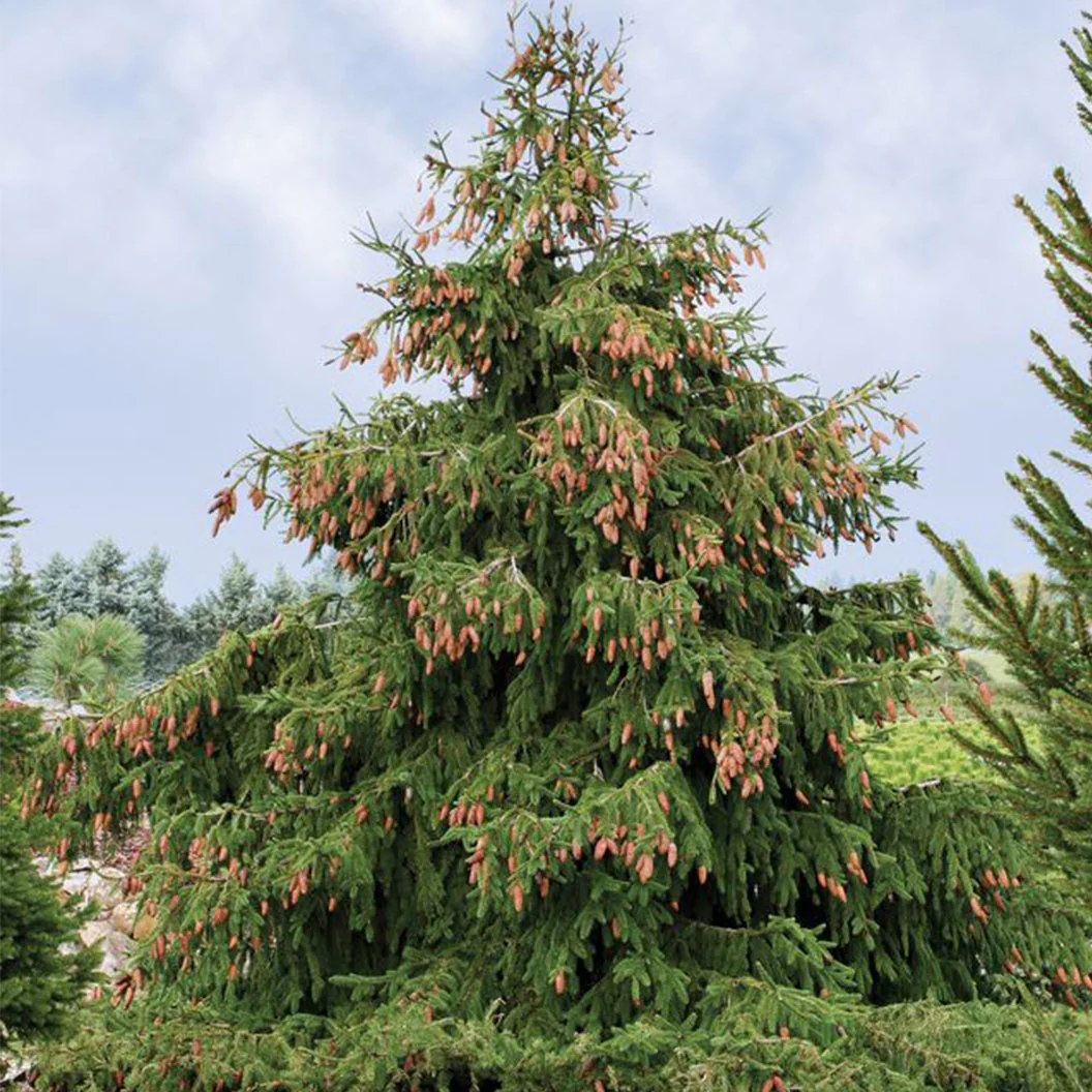 Red Cone Norway Spruce Tree - FastGrowingTrees