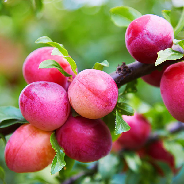 Bubblegum 'Toka' Plum Tree - FastGrowingTrees