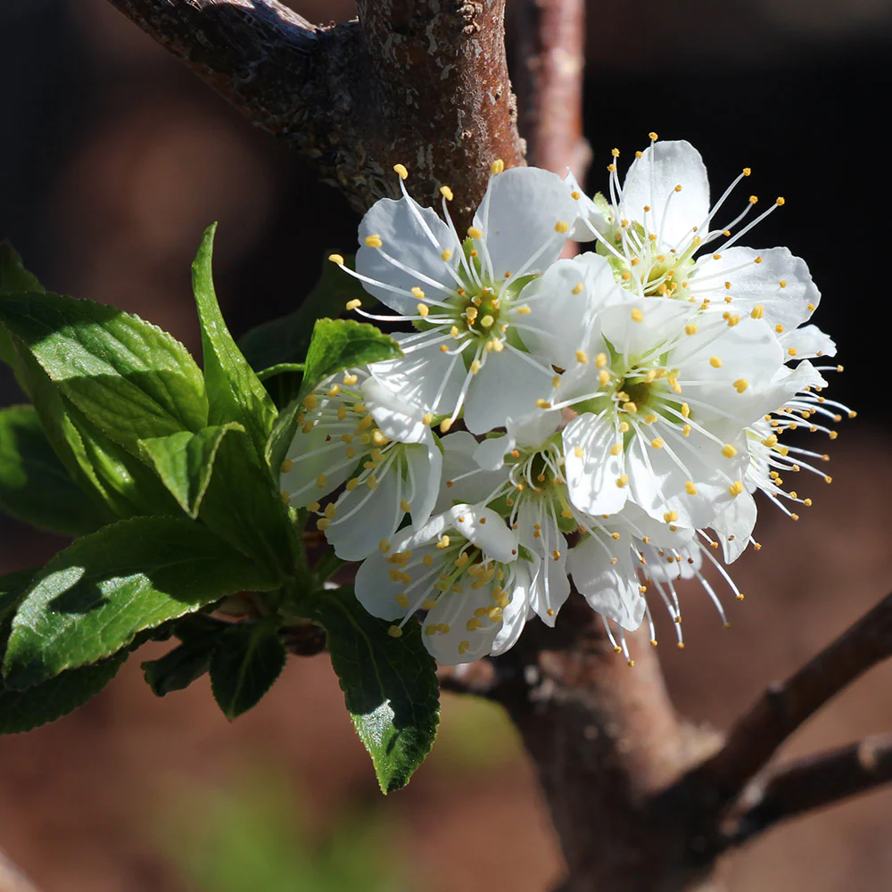 Bubblegum 'Toka' Plum Tree - FastGrowingTrees