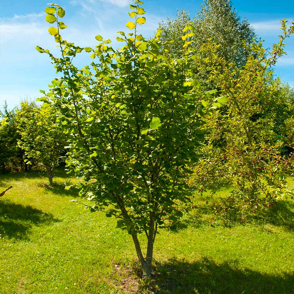 Countouring Filbert Tree American Hazelnut Filbert Tree - FastGrowingTrees