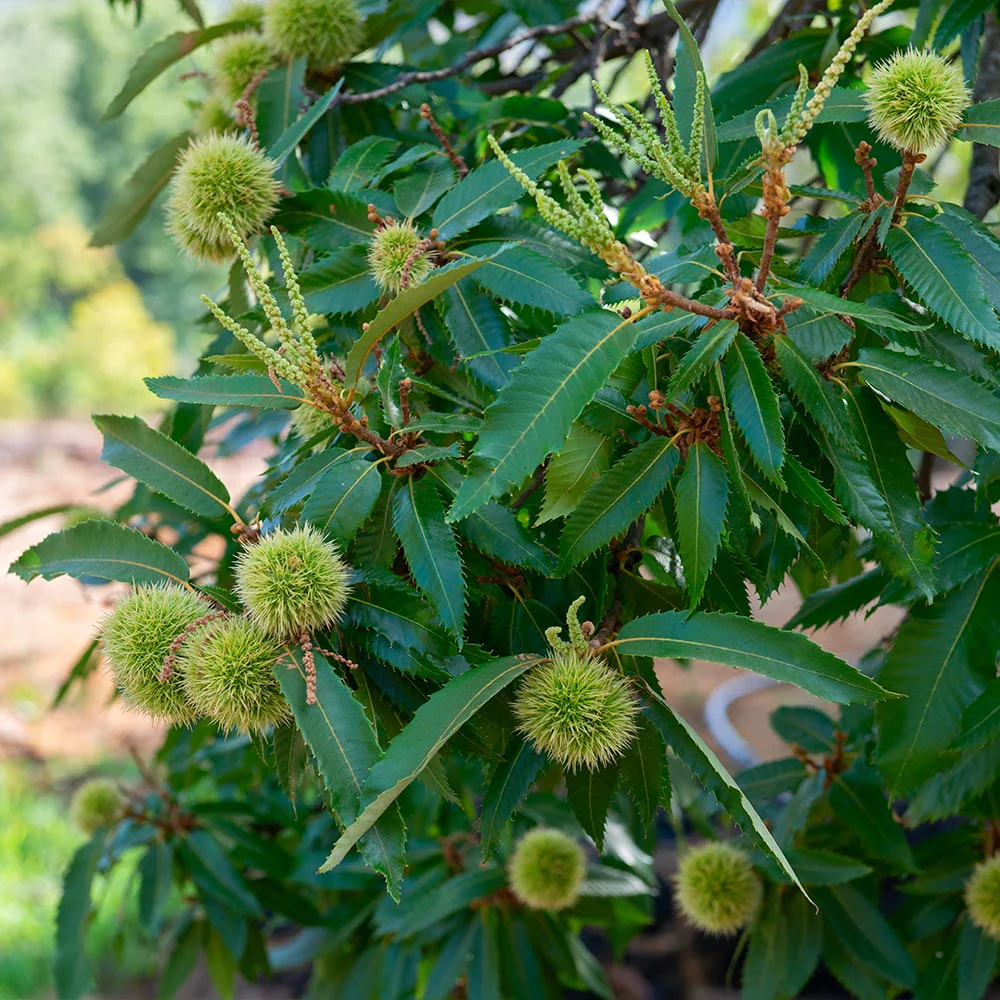 Chinese Chestnut Tree - FastGrowingTrees