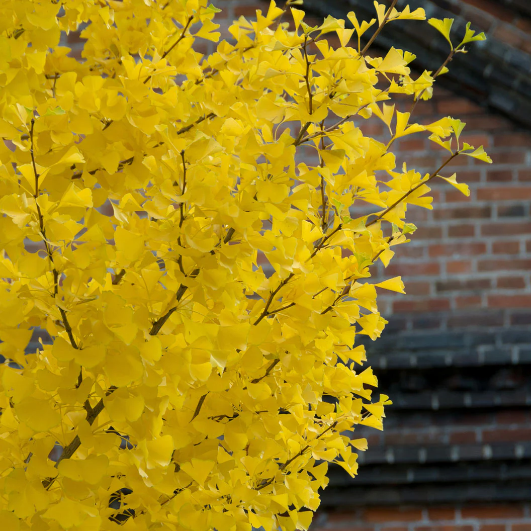 Lingaro Tree Shangri La® Ginkgo Tree - FastGrowingTrees