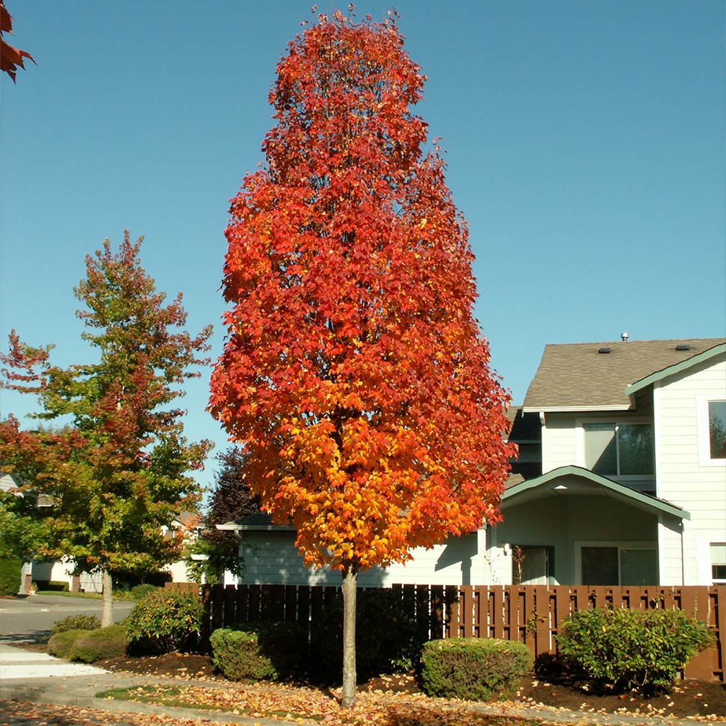 Bowhall Red Maple Tree - FastGrowingTrees