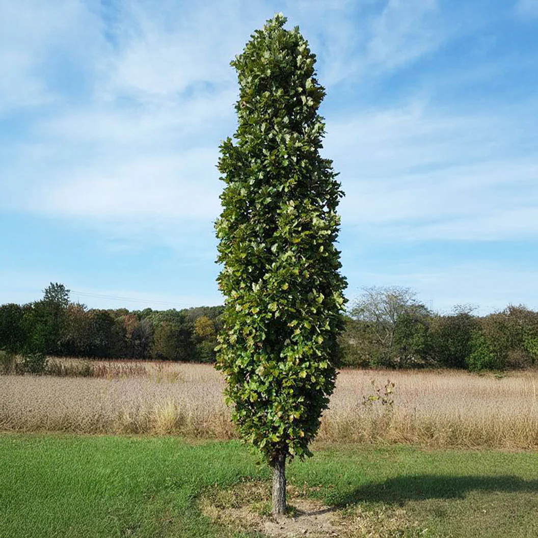 Kindred Spirit® Hybrid Oak Tree - FastGrowingTrees