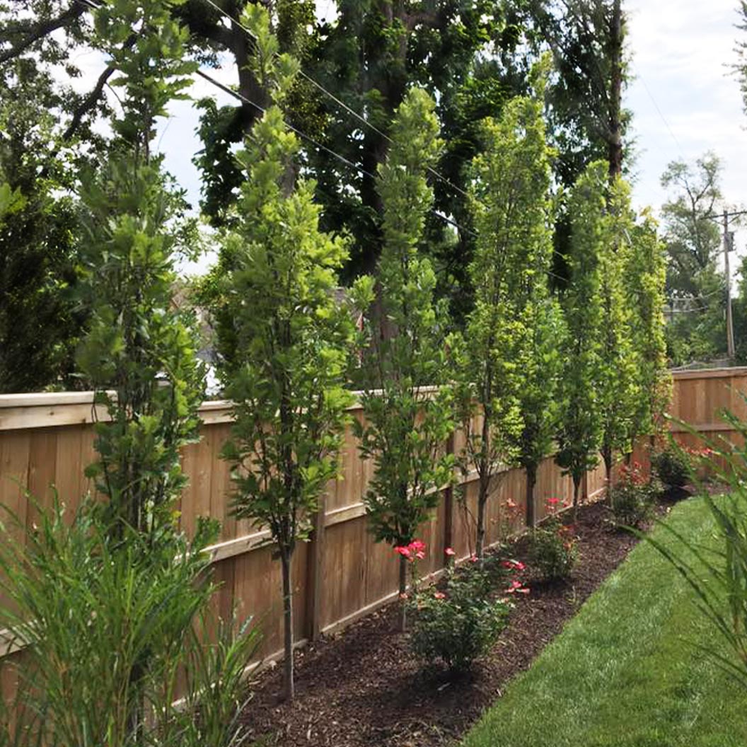 Kindred Spirit® Hybrid Oak Tree - FastGrowingTrees