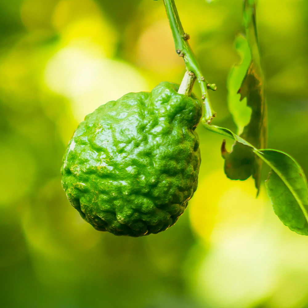 Kaffer 'Kieffer' Lime Tree - FastGrowingTrees