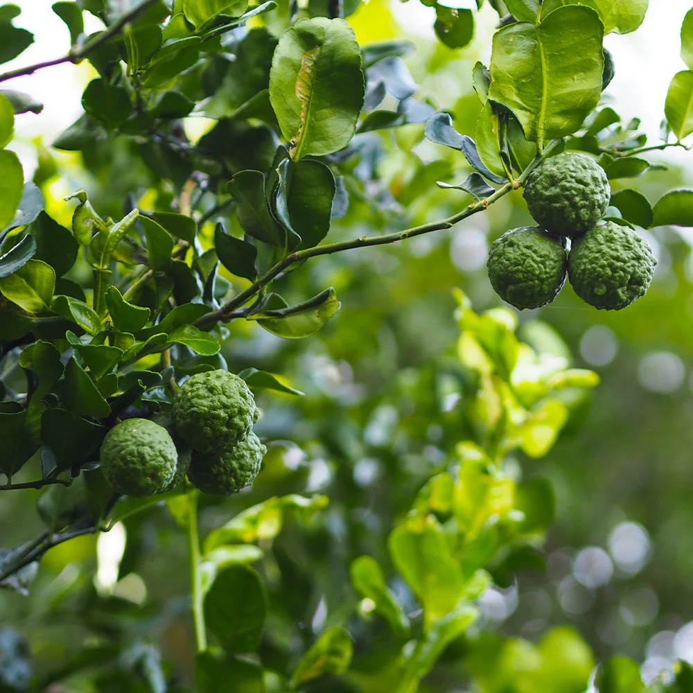 Kaffer 'Kieffer' Lime Tree - FastGrowingTrees