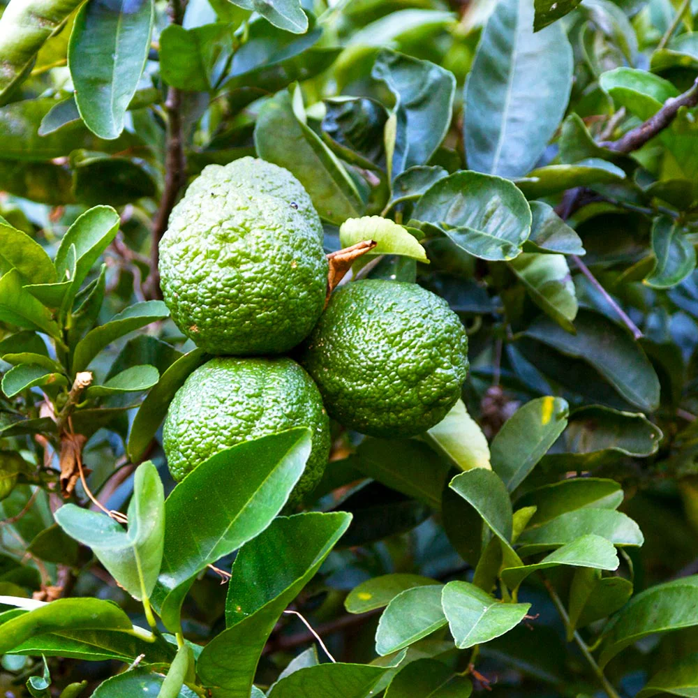 Kaffer 'Kieffer' Lime Tree - FastGrowingTrees