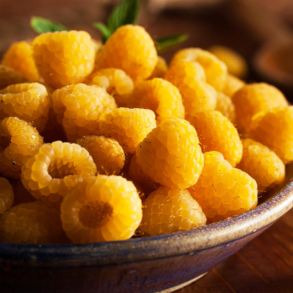 Golden Raspberry California - FastGrowingTrees