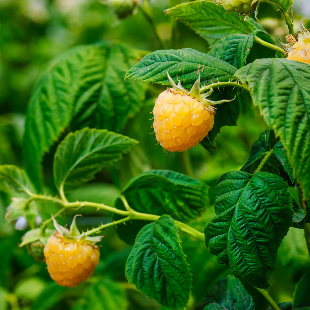 Golden Raspberry California - FastGrowingTrees