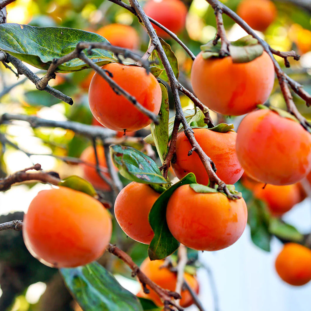 Fuyu Persimmon Tree - FastGrowingTrees