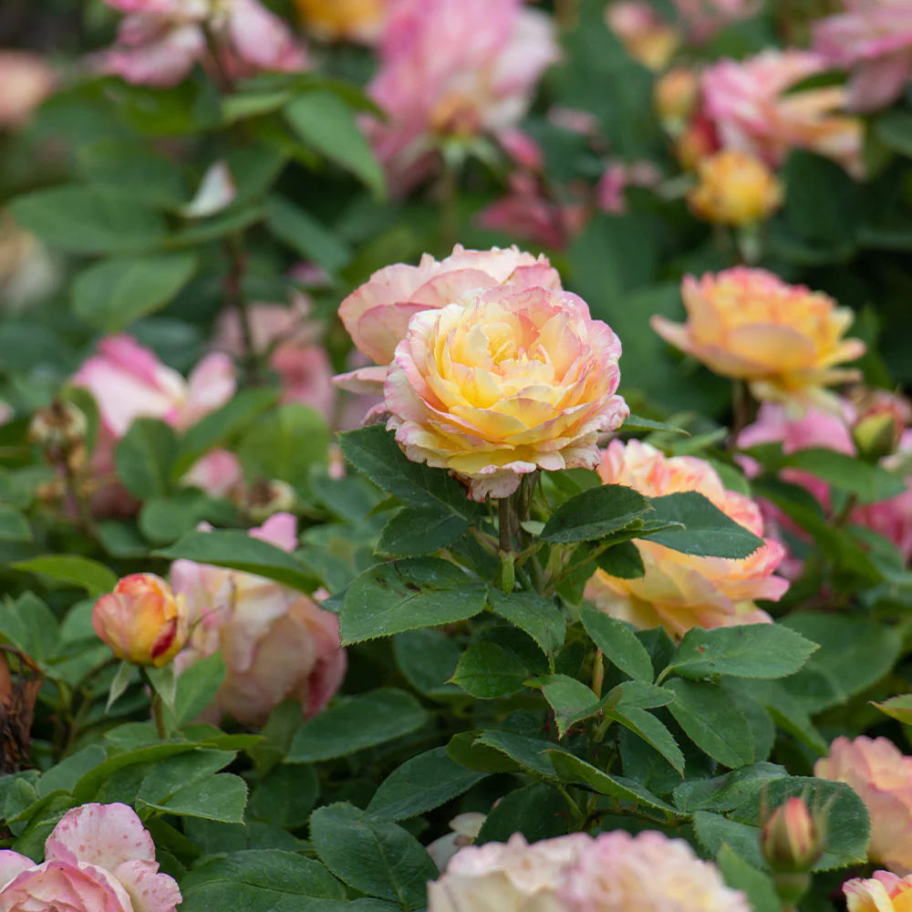 Marc Chagall™ Rose - FastGrowingTrees