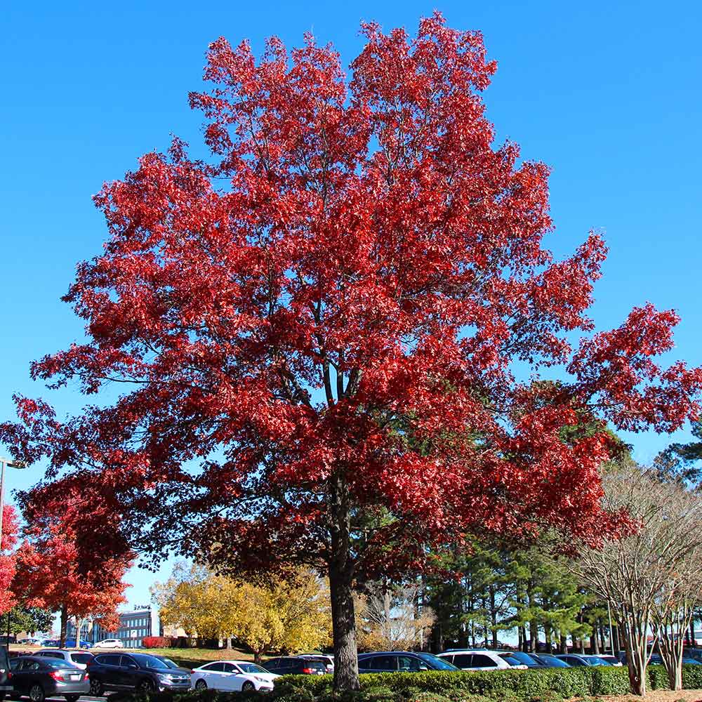 Shumard Oak Tree - FastGrowingTrees