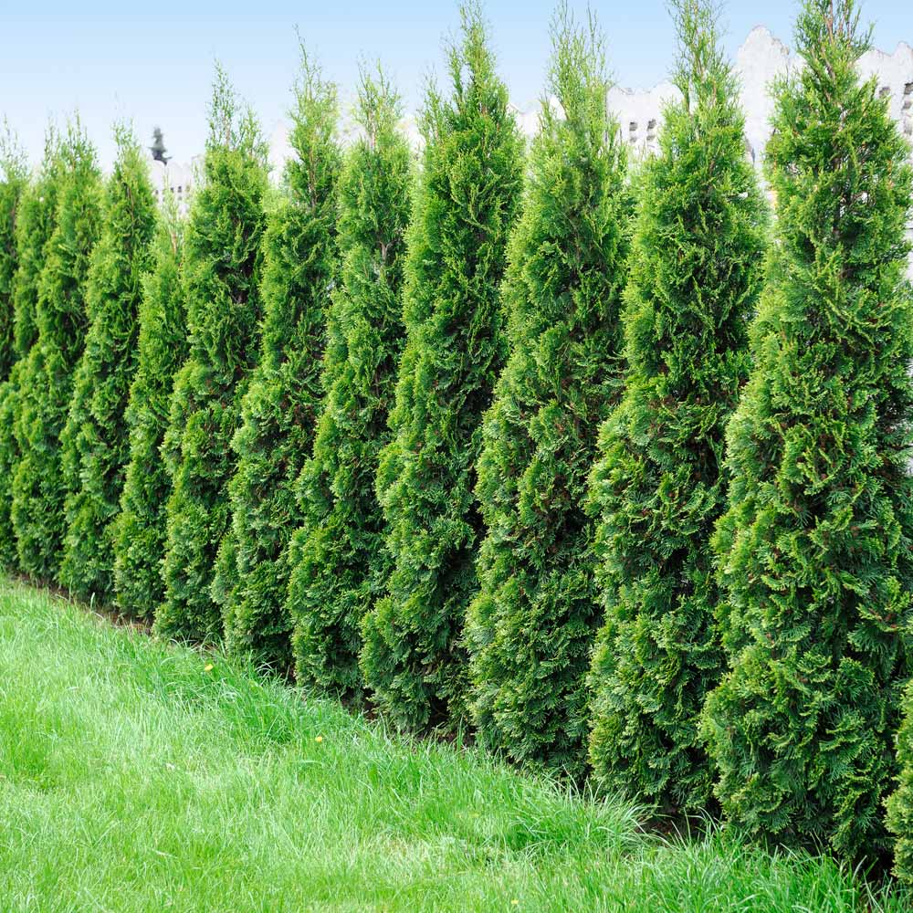 Degroot's Spire Thuja Arborvitae Tree - FastGrowingTrees