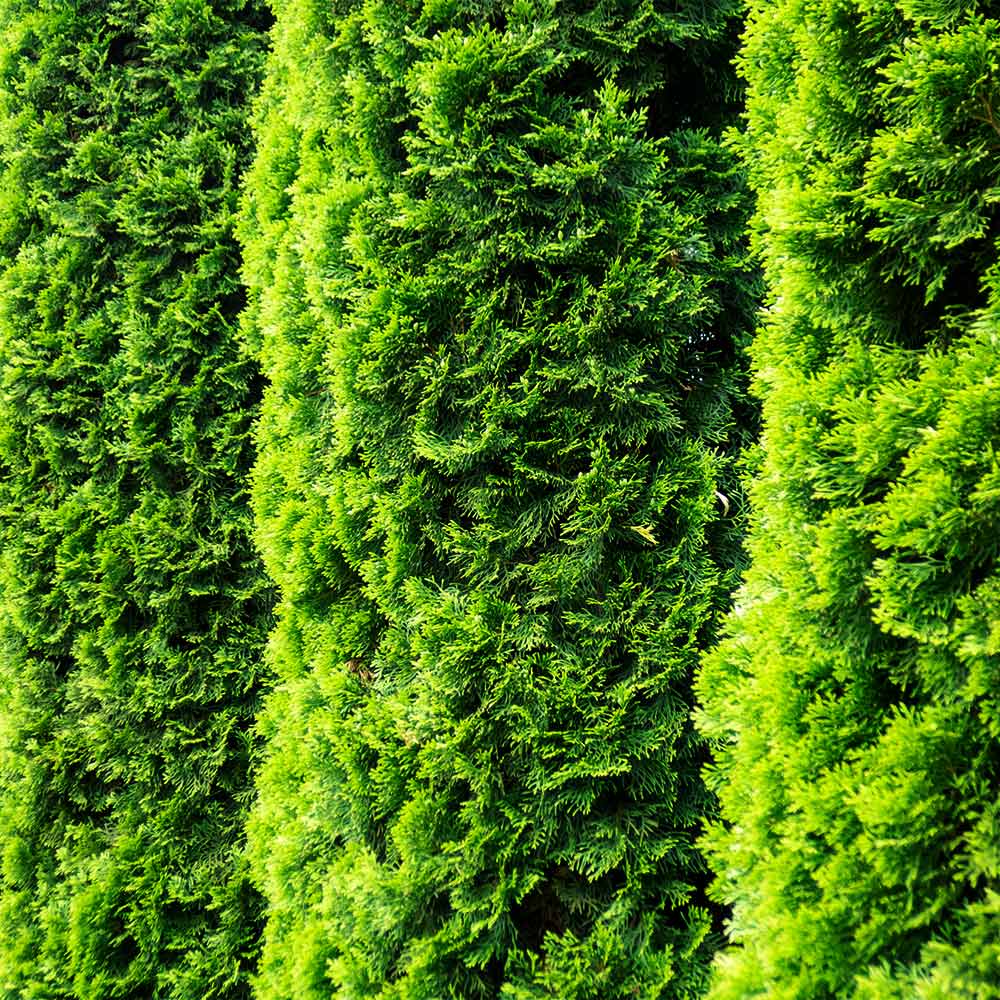 Degroot's Spire Thuja Arborvitae Tree - FastGrowingTrees