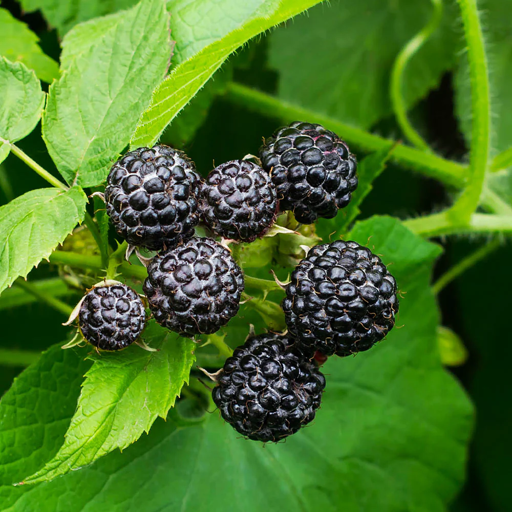 Jewel Back Raspberry Jewel Black Raspberry - FastGrowingTrees