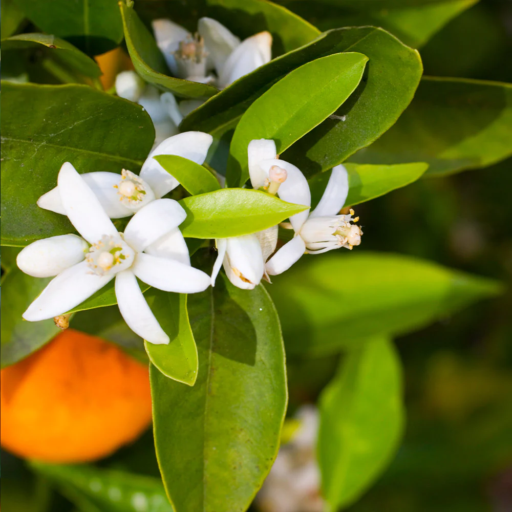 Pixie Mandarin Tree - FastGrowingTrees