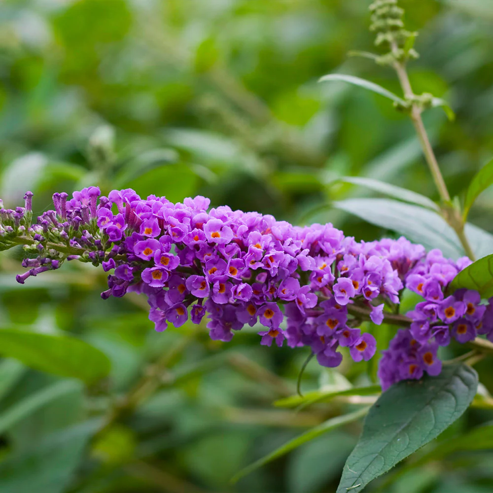 Lo And Behold® 'Blue Chip' Butterfly Bush - FastGrowingTrees