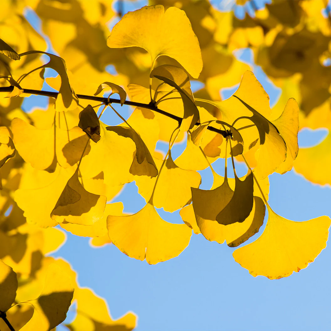 Spring Grove Trees Spring Grove Ginkgo Tree - FastGrowingTrees