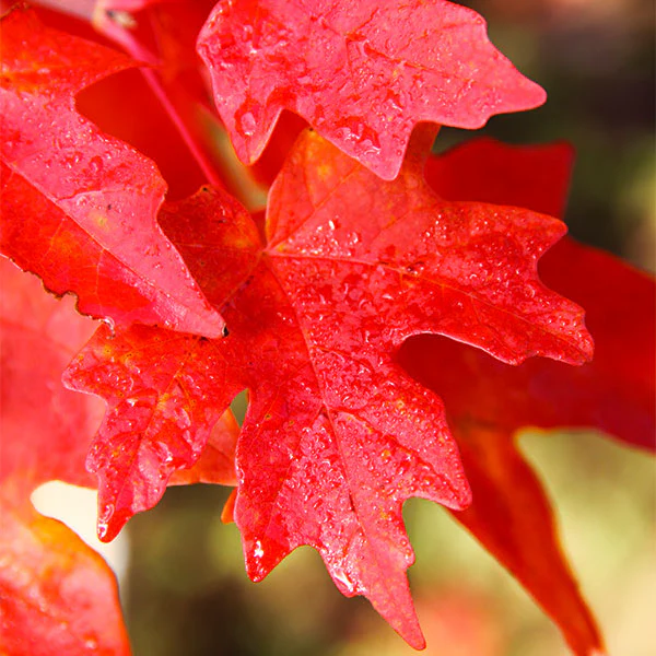 Flashfire® Maple Tree - FastGrowingTrees