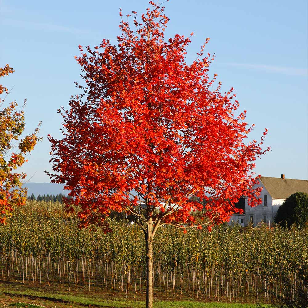 Flashfire® Maple Tree - FastGrowingTrees